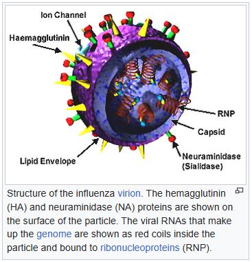 Berita: Genome Virus Influenza